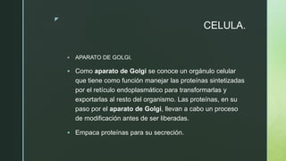 z
CELULA.
 APARATO DE GOLGI.
 Como aparato de Golgi se conoce un orgánulo celular
que tiene como función manejar las proteínas sintetizadas
por el retículo endoplasmático para transformarlas y
exportarlas al resto del organismo. Las proteínas, en su
paso por el aparato de Golgi, llevan a cabo un proceso
de modificación antes de ser liberadas.
 Empaca proteínas para su secreción.
 