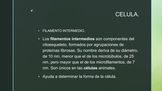 z
CELULA.
 FILAMENTO INTERMEDIO.
 Los filamentos intermedios son componentes del
citoesqueleto, formados por agrupaciones de
proteínas fibrosas. Su nombre deriva de su diámetro,
de 10 nm, menor que el de los microtúbulos, de 25
nm, pero mayor que el de los microfilamentos, de 7
nm. Son únicos en las células animales.
 Ayuda a determinar la forma de la célula.
 