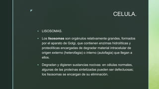 z
CELULA.
 LISOSOMAS.
 Los lisosomas son orgánulos relativamente grandes, formados
por el aparato de Golgi,​ que contienen enzimas hidrolíticas y
proteolíticas encargadas de degradar material intracelular de
origen externo (heterofagia) o interno (autofagia) que llegan a
ellos.
 Degradan y digieren sustancias nocivas: en células normales,
algunas de las proteínas sintetizadas pueden ser defectuosas;
los lisosomas se encargan de su eliminación.
 