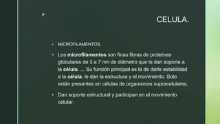 z
CELULA.
 MICROFILAMENTOS.
 Los microfilamentos son finas fibras de proteínas
globulares de 3 a 7 nm de diámetro que le dan soporte a
la célula. ... Su función principal es la de darle estabilidad
a la célula, le dan la estructura y el movimiento. Solo
están presentes en células de organismos supracelulares.
 Dan soporte estructural y participan en el movimiento
celular.
 