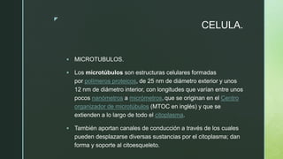 z
CELULA.
 MICROTUBULOS.
 Los microtúbulos son estructuras celulares formadas
por polímeros proteicos, de 25 nm de diámetro exterior y unos
12 nm de diámetro interior, con longitudes que varían entre unos
pocos nanómetros a micrómetros, que se originan en el Centro
organizador de microtúbulos (MTOC en inglés) y que se
extienden a lo largo de todo el citoplasma.
 También aportan canales de conducción a través de los cuales
pueden desplazarse diversas sustancias por el citoplasma; dan
forma y soporte al citoesqueleto.
 