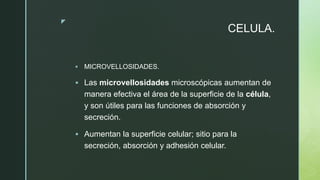z
CELULA.
 MICROVELLOSIDADES.
 Las microvellosidades microscópicas aumentan de
manera efectiva el área de la superficie de la célula,
y son útiles para las funciones de absorción y
secreción.
 Aumentan la superficie celular; sitio para la
secreción, absorción y adhesión celular.
 