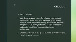 z
CELULA.
 MITOCONDRIAS.
 Las mitocondrias son orgánulos celulares encargados de
suministrar la mayor parte de la energía necesaria para la
actividad celular (respiración celular). ​ Actúan como centrales
energéticas de la célula y sintetizan ATP a expensas de los
carburantes metabólicos (glucosa, ácidos grasos y
aminoácidos).
 Sitios de producción de energía de la célula; las mitocondrias se
reproducen por sí mismas.
 