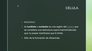 z
CELULA.
 NUCLEOLO.
 el nucléolo o nucleolo es una región del núcleo que
se considera una estructura supra-macromolecular,
que no posee membrana que lo limite.
 Sitio de la formación de ribosomas.
 
