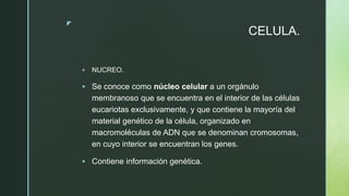 z
CELULA.
 NUCREO.
 Se conoce como núcleo celular a un orgánulo
membranoso que se encuentra en el interior de las células
eucariotas exclusivamente, y que contiene la mayoría del
material genético de la célula, organizado en
macromoléculas de ADN que se denominan cromosomas,
en cuyo interior se encuentran los genes.
 Contiene información genética.
 