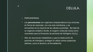 z
CELULA.
 PEROXISOMAS.
 Los peroxisomas son orgánulos citoplasmáticos muy comunes
en forma de vesículas, con una sola membrana, y se
encuentran en la mayoría de las células eucariotas. ​​ Se trata de
un orgánulo oxidativo donde, el oxígeno molecular actúa como
cosustrato para la formación de peróxido de hidrógeno (H2O2).
 Sitio de reacciones metabólicas y para la destrucción de
peróxido de hidrógeno; protegen la célula contra sustancias
dañinas, como el alcohol y el formaldehído.
 