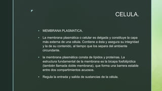 z
CELULA.
 MEMBRANA PLASMATICA.
 La membrana plasmática o celular es delgada y constituye la capa
más externa de una célula. Contiene a ésta y asegura su integridad
y la de su contenido, al tiempo que los separa del ambiente
circundante.
 la membrana plasmática consta de lípidos y proteínas. La
estructura fundamental de la membrana es la bicapa fosfolipídica
(también llamada doble membrana), que forma una barrera estable
entre dos compartimientos acuosos.
 Regula la entrada y salida de sustancias de la célula.
 