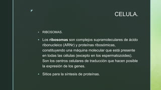 z
CELULA.
 RIBOSOMAS.
 Los ribosomas son complejos supramoleculares de ácido
ribonucleico (ARNr) y proteínas ribosómicas,
constituyendo una máquina molecular que está presente
en todas las células (excepto en los espermatozoides).​
Son los centros celulares de traducción que hacen posible
la expresión de los genes.
 Sitios para la síntesis de proteínas.
 