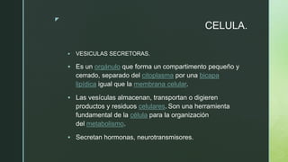 z
CELULA.
 VESICULAS SECRETORAS.
 Es un orgánulo que forma un compartimento pequeño y
cerrado, separado del citoplasma por una bicapa
lipídica igual que la membrana celular.
 Las vesículas almacenan, transportan o digieren
productos y residuos celulares. Son una herramienta
fundamental de la célula para la organización
del metabolismo.
 Secretan hormonas, neurotransmisores.
 
