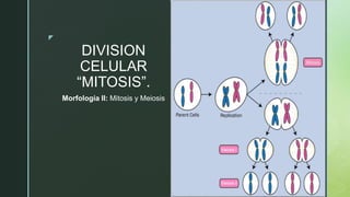 z
DIVISION
CELULAR
“MITOSIS”.
Morfología II: Mitosis y Meiosis
 