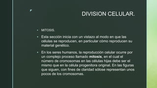 z
DIVISION CELULAR.
 MITOSIS.
 Esta sección inicia con un vistazo al modo en que las
células se reproducen, en particular cómo reproducen su
material genético.
 En los seres humanos, la reproducción celular ocurre por
un complejo proceso llamado mitosis, en el cual el
número de cromosomas en las células hijas debe ser el
mismo que en la célula progenitora original. En las figuras
que siguen, con fines de claridad sólose representan unos
pocos de los cromosomas.
 