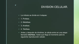z
DIVISION CELULAR.
 La mitosis se divide en 4 etapas:
 1. Profase.
 2. Metafase.
 3. Anafase.
 4. Telofase.
 Antes y después de dividirse, la célula entra en una etapa
llamada interfase, hasta que llega el momento para la
siguiente reproducción celular.
 