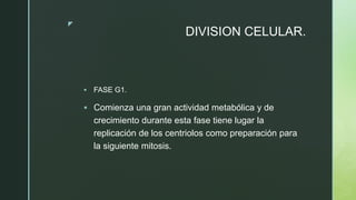 z
DIVISION CELULAR.
 FASE G1.
 Comienza una gran actividad metabólica y de
crecimiento durante esta fase tiene lugar la
replicación de los centriolos como preparación para
la siguiente mitosis.
 