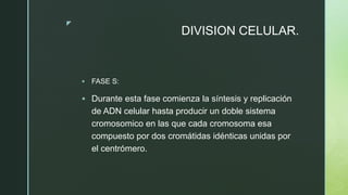 z
DIVISION CELULAR.
 FASE S:
 Durante esta fase comienza la síntesis y replicación
de ADN celular hasta producir un doble sistema
cromosomico en las que cada cromosoma esa
compuesto por dos cromátidas idénticas unidas por
el centrómero.
 