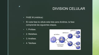 z
DIVISION CELULAR
 FASE M (mitótica):
 En esta fase la célula esta lista para dividirse, la fase
comprende las siguientes etapas.
 1. Profase.
 2. Metafase.
 3. Anafase.
 4. Telofase
 