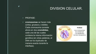 z
DIVISION CELULAR.
 PROFASE:
 cromosomas se hacen más
cortos, gruesos y visibles.
Cada cromosoma consiste
ahora en dos cromátides,
cada una de las cuales
contiene la misma información
genética (en otras palabras, el
DNA se ha duplicado de
manera exacta durante la
interfase).
 