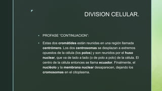 z
DIVISION CELULAR.
 PROFASE “CONTINUACION”:
 Estas dos cromátides están reunidas en una región llamada
centrómero. Los dos centrosomas se desplazan a extremos
opuestos de la célula (los polos) y son reunidos por el huso
nuclear, que va de lado a lado (o de polo a polo) de la célula. El
centro de la célula entonces se llama ecuador. Finalmente, el
nucléolo y la membrana nuclear desaparecen, dejando los
cromosomas en el citoplasma.
 