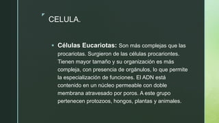 z
CELULA.
 Células Eucariotas: Son más complejas que las
procariotas. Surgieron de las células procariontes.
Tienen mayor tamaño y su organización es más
compleja, con presencia de orgánulos, lo que permite
la especialización de funciones. El ADN está
contenido en un núcleo permeable con doble
membrana atravesado por poros. A este grupo
pertenecen protozoos, hongos, plantas y animales.
 
