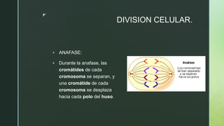 z
DIVISION CELULAR.
 ANAFASE:
 Durante la anafase, las
cromátides de cada
cromosoma se separan, y
una cromátide de cada
cromosoma se desplaza
hacia cada polo del huso.
 