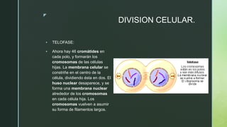 z
DIVISION CELULAR.
 TELOFASE:
 Ahora hay 46 cromátides en
cada polo, y formarán los
cromosomas de las células
hijas. La membrana celular se
constriñe en el centro de la
célula, dividiendo ésta en dos. El
huso nuclear desaparece, y se
forma una membrana nuclear
alrededor de los cromosomas
en cada célula hija. Los
cromosomas vuelven a asumir
su forma de filamentos largos.
 