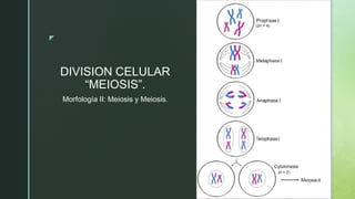 z
DIVISION CELULAR
“MEIOSIS”.
Morfología II: Meiosis y Meiosis.
 