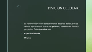 z
DIVISION CELULAR.
 La reproducción de los seres humanos depende de la fusión de
células reproductivas (llamadas gametos) procedentes de cada
progenitor. Estos gametos son:
 Espermatozoides.
 Óvulos.
 