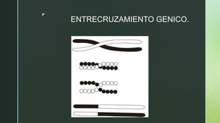 z
ENTRECRUZAMIENTO GENICO.
 