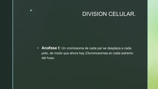 z
DIVISION CELULAR.
 Anafase I: Un cromosoma de cada par se desplaza a cada
polo, de modo que ahora hay 23cromosomas en cada extremo
del huso.
 