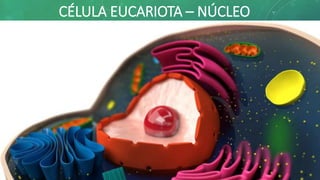 CÉLULA EUCARIOTA – NÚCLEO
 