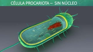 CÉLULA PROCARIOTA – SIN NÚCLEO
 