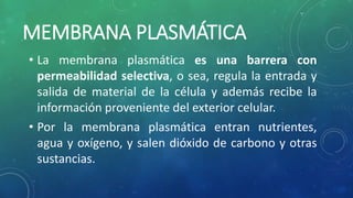 MEMBRANA PLASMÁTICA
• La membrana plasmática es una barrera con
permeabilidad selectiva, o sea, regula la entrada y
salida de material de la célula y además recibe la
información proveniente del exterior celular.
• Por la membrana plasmática entran nutrientes,
agua y oxígeno, y salen dióxido de carbono y otras
sustancias.
 
