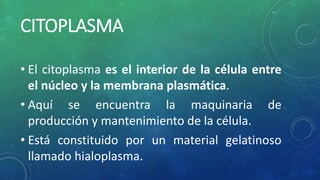 CITOPLASMA
• El citoplasma es el interior de la célula entre
el núcleo y la membrana plasmática.
• Aquí se encuentra la maquinaria de
producción y mantenimiento de la célula.
• Está constituido por un material gelatinoso
llamado hialoplasma.
 