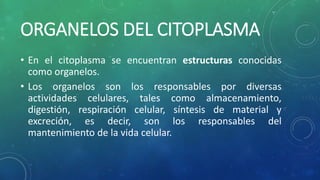 ORGANELOS DEL CITOPLASMA
• En el citoplasma se encuentran estructuras conocidas
como organelos.
• Los organelos son los responsables por diversas
actividades celulares, tales como almacenamiento,
digestión, respiración celular, síntesis de material y
excreción, es decir, son los responsables del
mantenimiento de la vida celular.
 