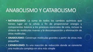 ANABOLISMO Y CATABOLISMO
• METABOLISMO: La suma de todos los cambios químicos que
tienen lugar en la célula a fin de proporcionar energía y
componentes básicos a los procesos esenciales de esta, incluso la
síntesis de moléculas nuevas y la descomposición y eliminación de
otras moléculas.
• ANABOLISMO: Construye moléculas grandes a partir de otras más
pequeñas
• CATABOLISMO: Es una reacción de reducción donde se convierte
una molécula compleja en otra más simple
 