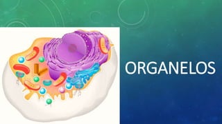 ORGANELOS
 