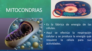 MITOCONDRIAS
• Es la fábrica de energía de las
células.
• Aquí se efectúa la respiración
celular y se produce la energía que
requiere la célula para sus
actividades.
 