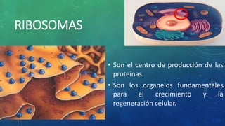 RIBOSOMAS
• Son el centro de producción de las
proteínas.
• Son los organelos fundamentales
para el crecimiento y la
regeneración celular.
 