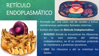 RETÍCULO
ENDOPLASMÁTICO
• Formado por una vasta red de canales y bolsas
membranosas aplanadas llamadas cisternas.
• Existen dos tipos de Retículo Endoplasmático:
• RUGOSO: Donde se encuentran los ribosomas
en la cara externa del retículo
endoplasmático, en él se sintetizan proteínas
de membrana y proteínas secretoras.
• LISO: Sin ribosoma y ahí se sintetizan los
lípidos.
 
