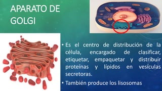 APARATO DE
GOLGI
• Es el centro de distribución de la
célula, encargado de clasificar,
etiquetar, empaquetar y distribuir
proteínas y lípidos en vesículas
secretoras.
• También produce los lisosomas
 