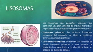 LISOSOMAS
• Los lisosomas son pequeñas vesículas que
contienen una gran variedad de enzimas hidrolíticas
implicadas en los procesos de digestión intracelular
• Lisosomas primarios. De reciente formación,
proceden del complejo de Golgi y contienen
diversas enzimas hidrolíticas.
• Lisosomas secundarios. Se forman tras la fusión de
varios lisosomas primarios a una vesícula de
endocitosis o fagocitosis, y en ellos tiene lugar los
proceso de digestión celular.
Lisosoma
secundario
Lisosoma
primario
Aparato
de Golgi
 