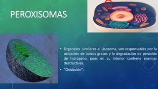 PEROXISOMAS
• Organelos similares al Lisosoma, son responsables por la
oxidación de ácidos grasos y la degradación de peróxido
de hidrógeno, pues en su interior contiene enzimas
destructivas.
• “Oxidación”:
 