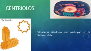 CENTRIOLOS
• Estructuras cilíndricas que participan en la
división celular.
 