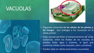 VACUOLAS
• Organelos presentes en las células de las plantas y
los hongos. Son análogas a los Lisosomas en la
célula animal.
• Estas vacuola permiten el almacenamiento de varias
sustancias, entre los fluidos de las vacuolas se
pueden hallar agua y enzimas, al igual que
sustancias sólidas como azúcares, sales y proteínas.
• Pueden estar en células procariotas y eucariotas.
 