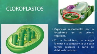 CLOROPLASTOS
• Organelos responsables por la
fotosíntesis en las células
vegetales.
• En la fotosíntesis, la energía
luminosa se captura y se usa para
formar azúcares a partir de
dióxido de carbono.
 