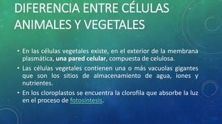 DIFERENCIA ENTRE CÉLULAS
ANIMALES Y VEGETALES
• En las células vegetales existe, en el exterior de la membrana
plasmática, una pared celular, compuesta de celulosa.
• Las células vegetales contienen una o más vacuolas gigantes
que son los sitios de almacenamiento de agua, iones y
nutrientes.
• En los cloroplastos se encuentra la clorofila que absorbe la luz
en el proceso de fotosíntesis.
 