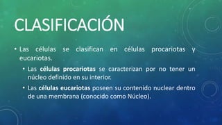 CLASIFICACIÓN
• Las células se clasifican en células procariotas y
eucariotas.
• Las células procariotas se caracterizan por no tener un
núcleo definido en su interior.
• Las células eucariotas poseen su contenido nuclear dentro
de una membrana (conocido como Núcleo).
 