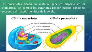 Las procariotas tienen su material genético disperso en el
citoplasma. En cambio las eucariotas poseen núcleo, donde se
encuentra el material genético de la célula.
 