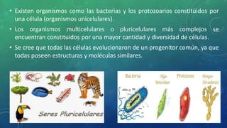 • Existen organismos como las bacterias y los protozoarios constituidos por
una célula (organismos unicelulares).
• Los organismos multicelulares o pluricelulares más complejos se
encuentran constituidos por una mayor cantidad y diversidad de células.
• Se cree que todas las células evolucionaron de un progenitor común, ya que
todas poseen estructuras y moléculas similares.
 