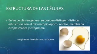 ESTRUCTURA DE LAS CÉLULAS
• En las células en general se pueden distinguir distintas
estructuras con el microscopio óptico: núcleo, membrana
citoplasmática y citoplasma.
Imaginemos la célula como un huevo
 