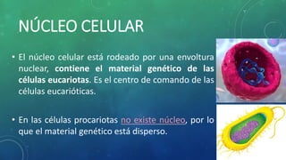 NÚCLEO CELULAR
• El núcleo celular está rodeado por una envoltura
nuclear, contiene el material genético de las
células eucariotas. Es el centro de comando de las
células eucarióticas.
• En las células procariotas no existe núcleo, por lo
que el material genético está disperso.
 